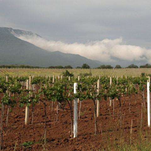Государство поддержит высадку новых виноградников в Крыму