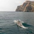 В акватории Севастополя идут поиски четырех афалин из дельфинария
